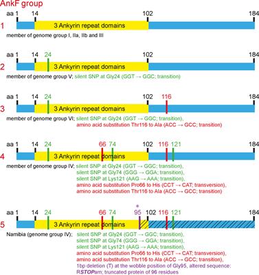 The Coxiella burnetii T4SS Effector AnkF Is Important for Intracellular Replication